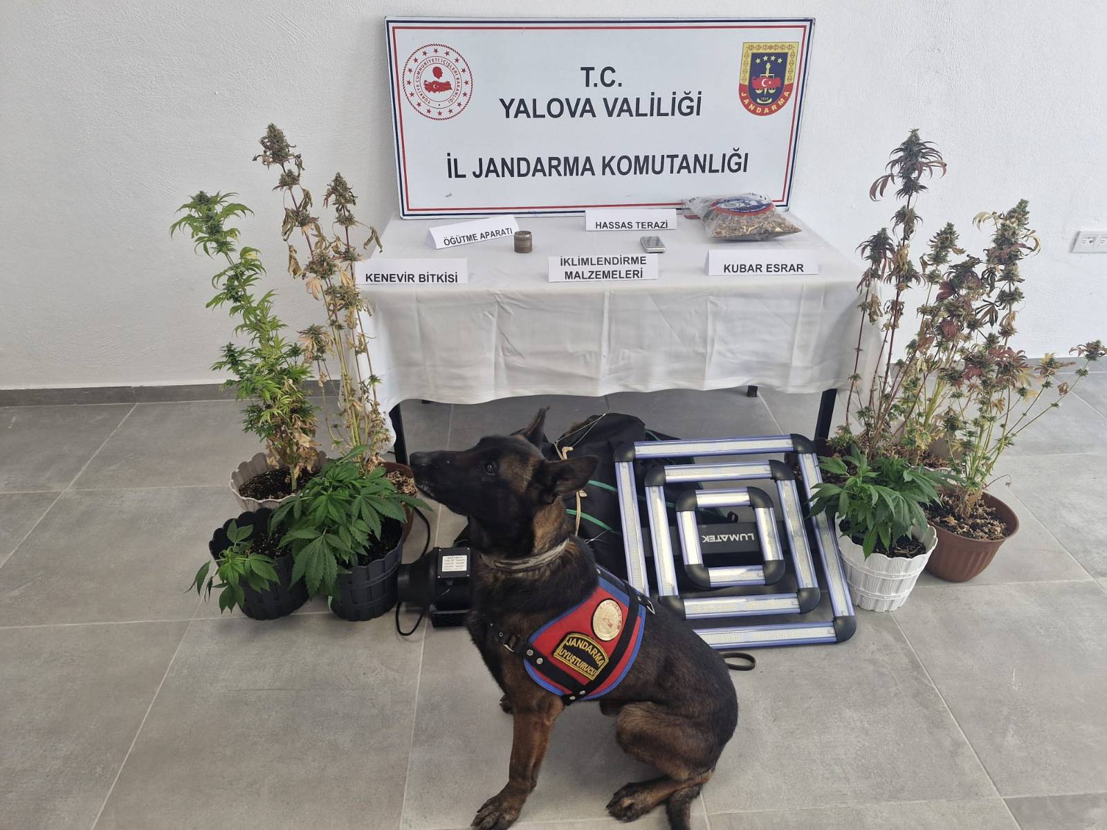 Yalova’da Evini Uyuşturucu Seralarına Çeviren Şüpheli Yakalandı: İklimlendirme Sistemi Kurmuş