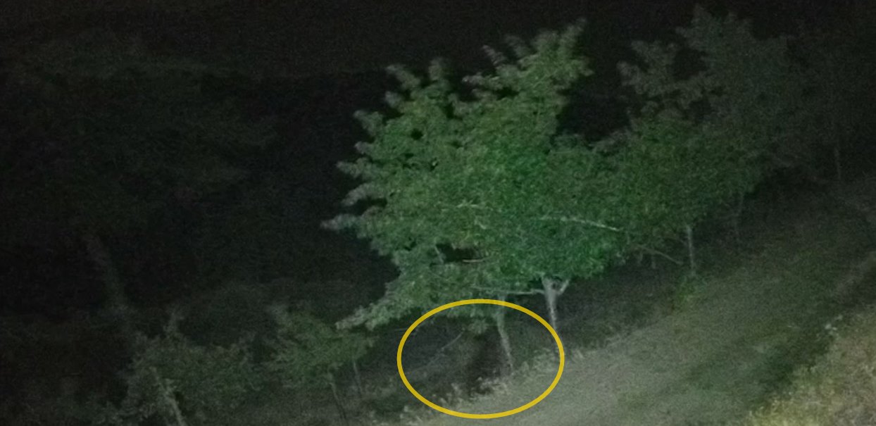 Çorum İskilip’te Ayılar Yerleşime İndi: Bahçeleri Talan Etti